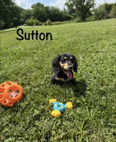 AKC Sutton , a male Miniature Dachshund for sale in Bonne Terre, MO – 1 of 10