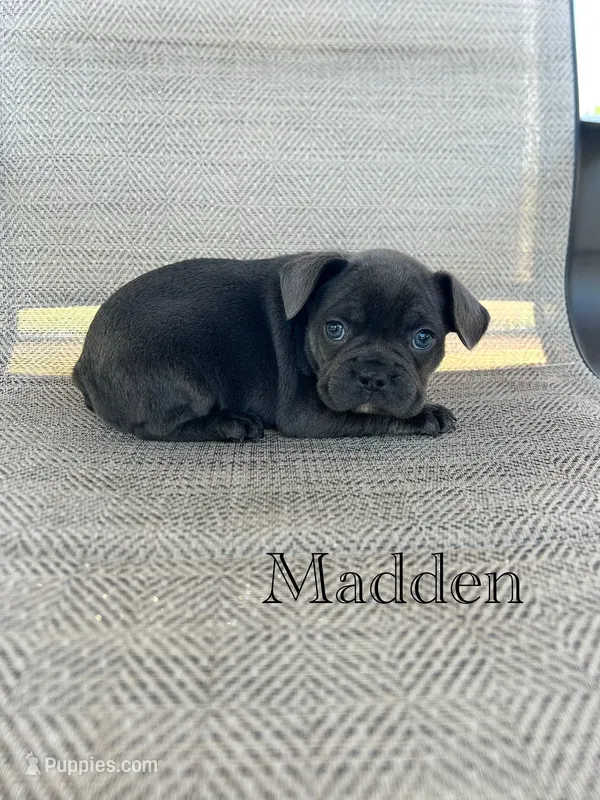 AKC Madden – French Bulldog puppy for sale in Bonne Terre, MO
