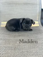 AKC Madden, a male French Bulldog for sale in Bonne Terre, MO – 1 of 7