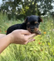 Beckett, a male Yorkshire Terrier for sale in Bonne Terre, MO – 2 of 8