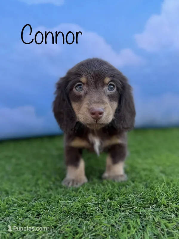AKC Connor  – Miniature Dachshund puppy for sale in Bonne Terre, MO