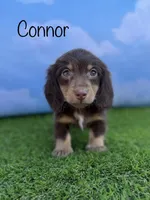 AKC Connor , a male Miniature Dachshund for sale in Bonne Terre, MO – 1 of 10