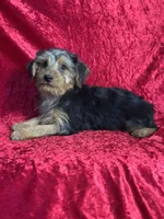 APRI Handsome Hank, a male Yorkshire Terrier for sale in Bonne Terre, MO – 5 of 6