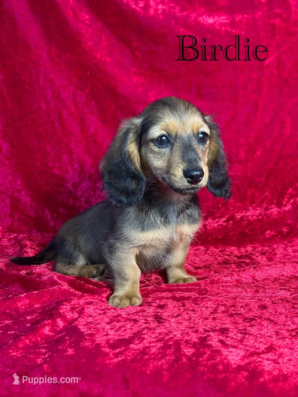 AKC Birdie  – Miniature Dachshund puppy for sale in Bonne Terre, MO