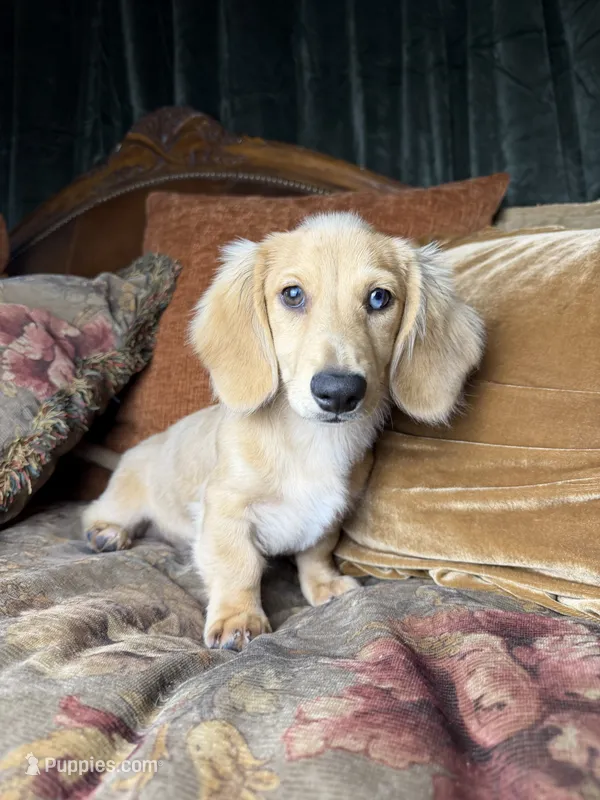 AKC Stetson  – Miniature Dachshund puppy for sale in Bonne Terre, MO