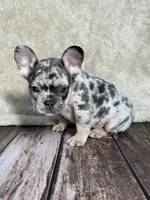 AKC Duncan, a male French Bulldog for sale in Bonne Terre, MO – 4 of 10
