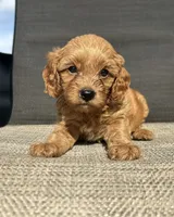 APRI Talon , a male Cavapoo for sale in Bonne Terre, MO – 10 of 10