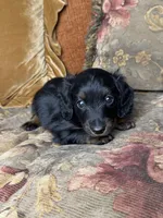AKC Chloe , a female Miniature Dachshund for sale in Bonne Terre, MO – 8 of 8