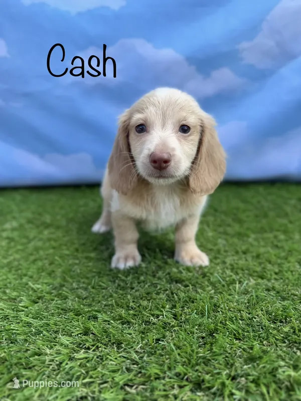 AKC Cash – Miniature Dachshund puppy for sale in Bonne Terre, MO