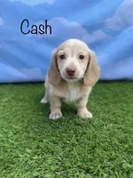 AKC Cash, a male Miniature Dachshund for sale in Bonne Terre, MO – 1 of 9