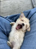 Gilly , a male Maltipoo for sale in Bonne Terre, MO – 2 of 8