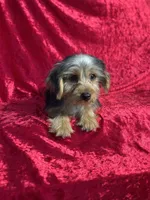 APRI Handsome Holt, a male Yorkshire Terrier for sale in Bonne Terre, MO – 3 of 6