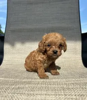 APRI August , a male Cavapoo for sale in Bonne Terre, MO – 5 of 8