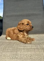 APRI Tucker , a male Cavapoo for sale in Bonne Terre, MO – 10 of 10