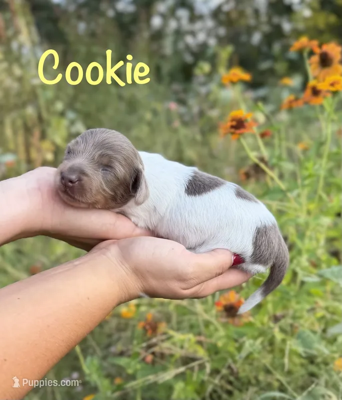AKC Cookie – Miniature Dachshund puppy for sale in Bonne Terre, MO