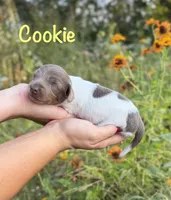 AKC Cookie, a female Miniature Dachshund for sale in Bonne Terre, MO – 1 of 7