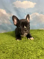 AKC Jasper , a male French Bulldog for sale in Bonne Terre, MO – 3 of 7