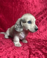 AKC Stetson , a male Miniature Dachshund for sale in Bonne Terre, MO – 8 of 8