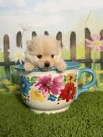AKC Peanut, a male Pomeranian for sale in Bonne Terre, MO – 8 of 8