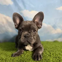 AKC Marlie, a female French Bulldog for sale in Bonne Terre, MO – 2 of 10