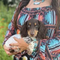AKC Twix, a male Miniature Dachshund for sale in Bonne Terre, MO – 7 of 10