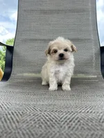 Gilly , a male Maltipoo for sale in Bonne Terre, MO – 4 of 8