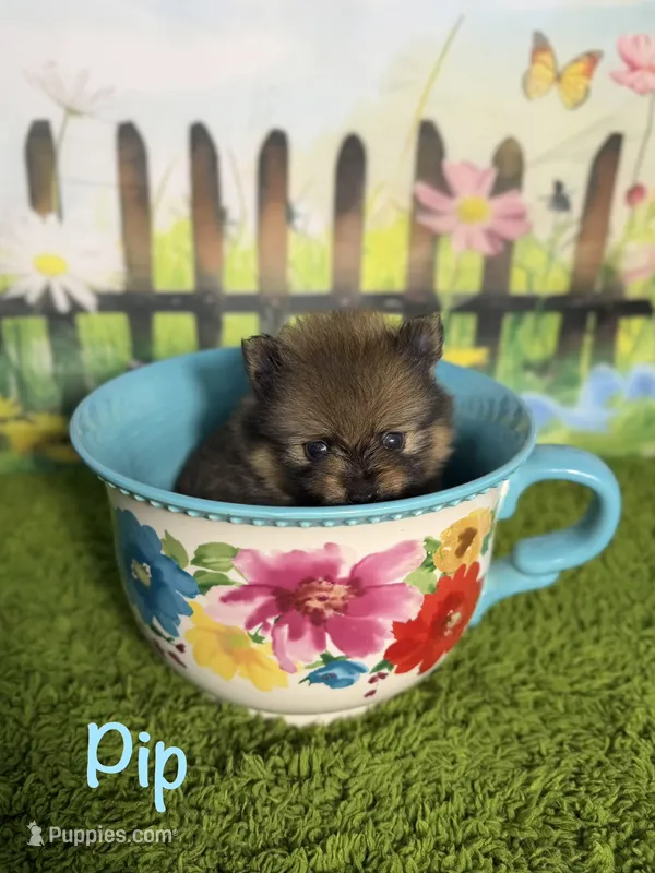 AKC Pip – Pomeranian puppy for sale in Bonne Terre, MO