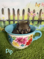 AKC Pip, a male Pomeranian for sale in Bonne Terre, MO – 1 of 10