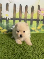 AKC Peanut, a male Pomeranian for sale in Bonne Terre, MO – 2 of 8