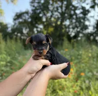 Beckett, a male Yorkshire Terrier for sale in Bonne Terre, MO – 3 of 8