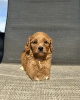 APRI Tucker , a male Cavapoo for sale in Bonne Terre, MO – 8 of 10