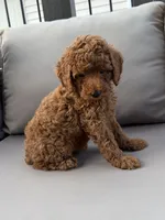 Holden , a male Poodle - Miniature  for sale in Bonne Terre, MO – 9 of 10