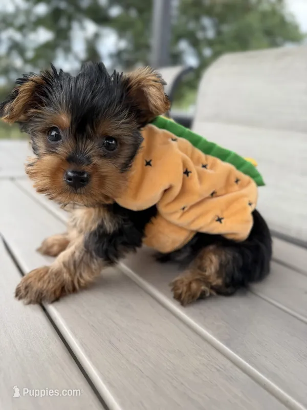 Beckett – Yorkshire Terrier puppy for sale in Bonne Terre, MO