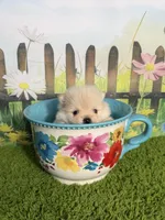 AKC Peanut, a male Pomeranian for sale in Bonne Terre, MO – 5 of 8