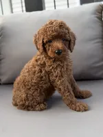 Holden , a male Poodle - Miniature  for sale in Bonne Terre, MO – 7 of 10