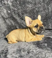 AKC Jolene, a female French Bulldog for sale in Bonne Terre, MO – 2 of 10