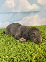 AKC Callahan, a male Miniature Dachshund for sale in Bonne Terre, MO – Photo 4 of 10