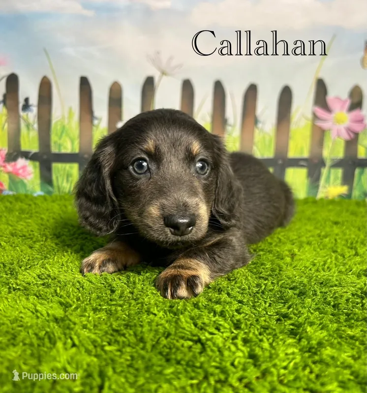 AKC Callahan – Miniature Dachshund puppy for sale in Bonne Terre, MO