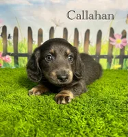 AKC Callahan, a male Miniature Dachshund for sale in Bonne Terre, MO – 1 of 10