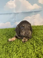 AKC Callahan, a male Miniature Dachshund for sale in Bonne Terre, MO – Photo 3 of 10