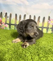AKC Callahan, a male Miniature Dachshund for sale in Bonne Terre, MO – 3 of 10