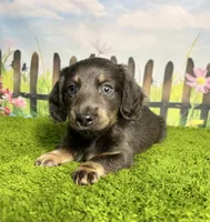 AKC Callahan, a male Miniature Dachshund for sale in Bonne Terre, MO – 2 of 10