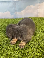 AKC Callahan, a male Miniature Dachshund for sale in Bonne Terre, MO – Photo 2 of 10