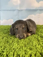 AKC Callahan, a male Miniature Dachshund for sale in Bonne Terre, MO – Photo 5 of 10