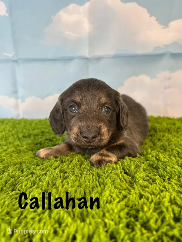 AKC Callahan – Miniature Dachshund puppy for sale in Bonne Terre, MO