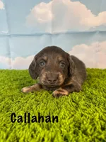 AKC Callahan, a male Miniature Dachshund for sale in Bonne Terre, MO – Photo 1 of 10