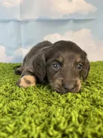 AKC Callahan, a male Miniature Dachshund for sale in Bonne Terre, MO – Photo 7 of 10