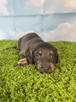 AKC Callahan, a male Miniature Dachshund for sale in Bonne Terre, MO – Photo 6 of 10