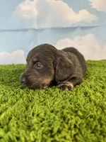 AKC Callahan, a male Miniature Dachshund for sale in Bonne Terre, MO – Photo 8 of 10