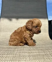 APRI Ace , a male Cavapoo for sale in Bonne Terre, MO – 3 of 5